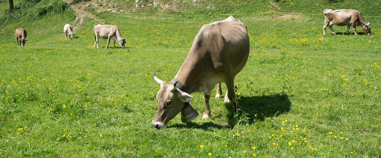 Alpenbutter aus Österreich