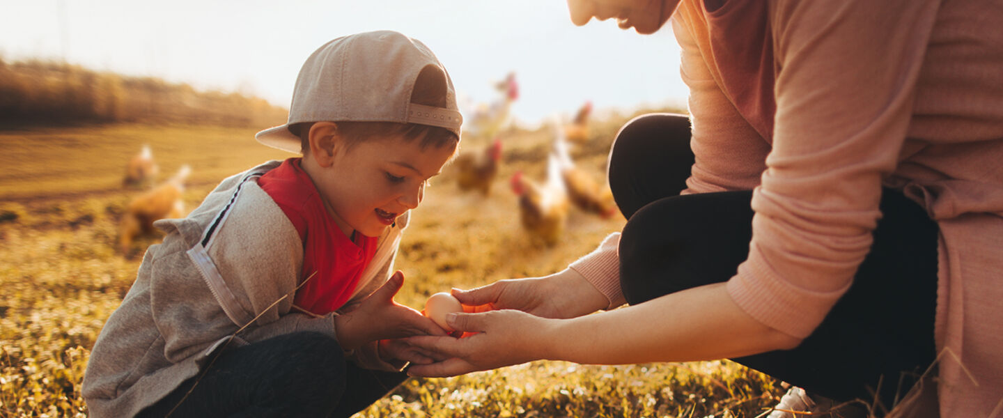 Freilandeier Freilandeier