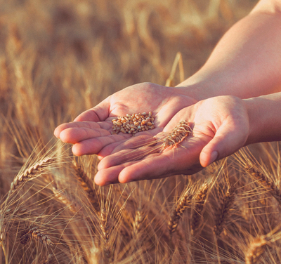 14072-Weizen - Quadratisch