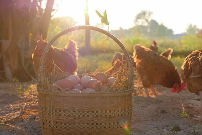 Eier aus Freilandhaltung